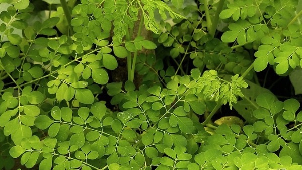 Moringa leave