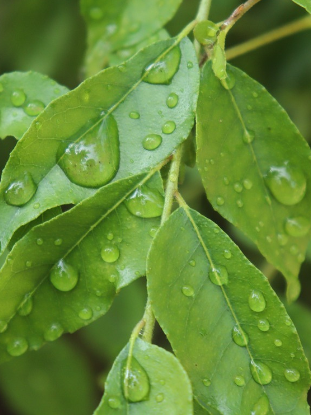 Curry leaf cover image