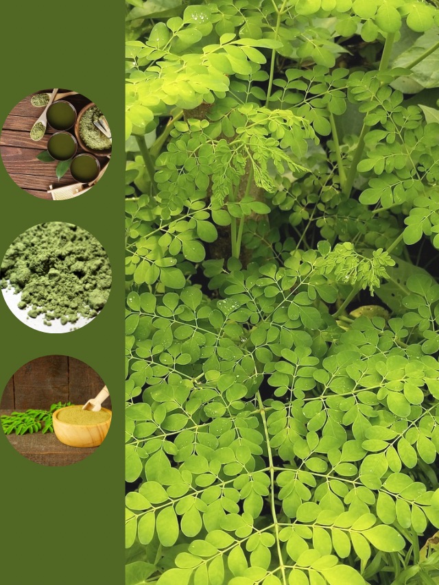 Moringa cover image